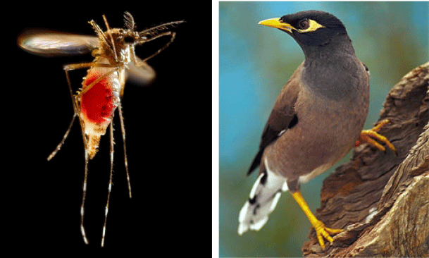 bird-mozzie